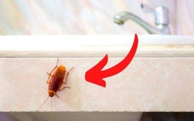Extermination des cafards : Comment éliminer définitivement ces nuisibles résistants