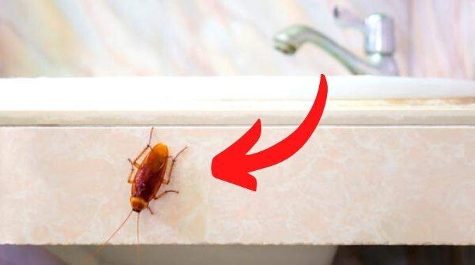 Extermination des cafards : Comment éliminer définitivement ces nuisibles résistants