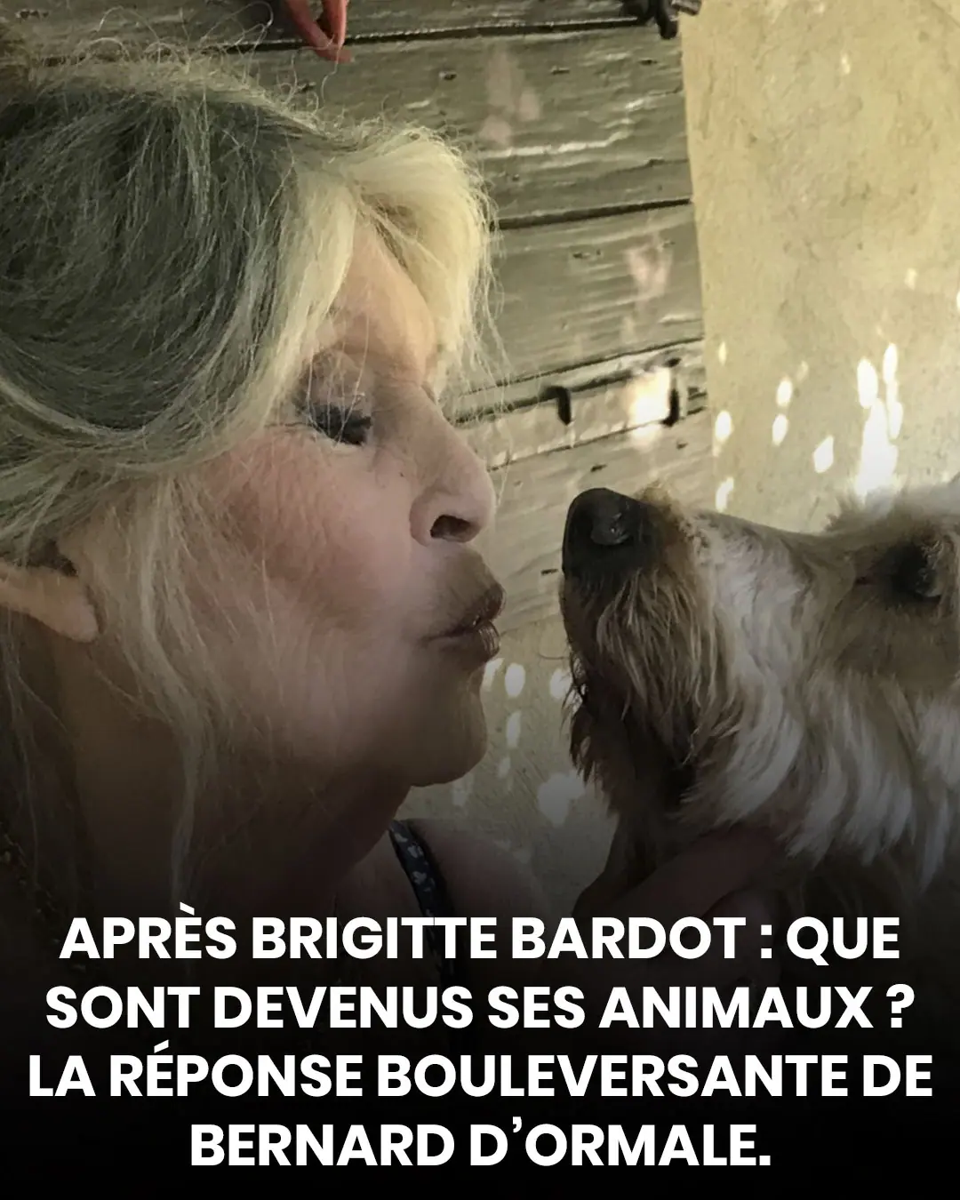 Après Brigitte Bardot : que sont devenus ses animaux ? La réponse émouvante de Bernard d’Ormale