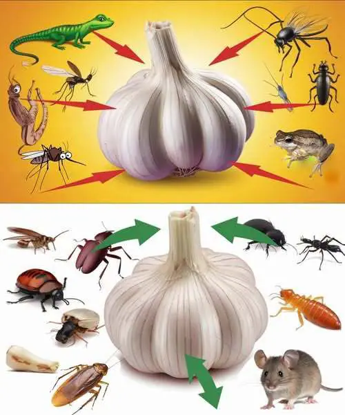 Ail anti-nuisibles : la méthode 100 % naturelle pour dire adieu aux souris, cafards, mouches, poux et lézards